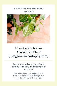 How to care for an Arrowhead Plant (Syngonium podophyllum)