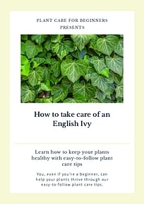 How to take care of an English Ivy