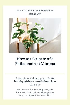 How to take care of a Philodendron Minima