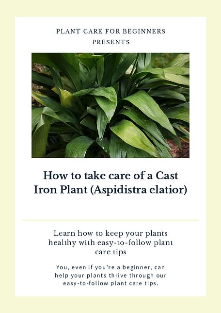 How to take care of a Cast Iron Plant (Aspidistra elatior)