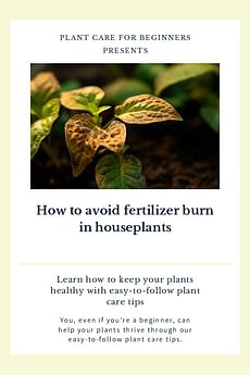 How to avoid fertilizer burn in houseplants