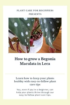 How to grow a Begonia Maculata in Leca