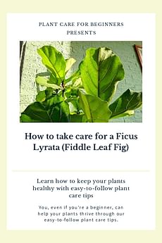 How to take care for a Ficus Lyrata (Fiddle Leaf Fig)