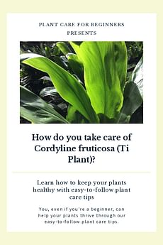 How do you take care of Cordyline fruticosa (Ti Plant)?