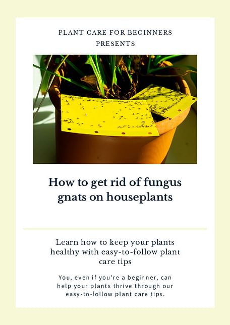 How to get rid of fungus gnats on houseplants