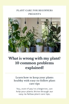 What is wrong with my plant? 10 common problems explained!