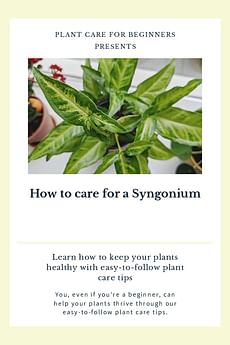 How to care for a Syngonium