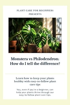 Monstera vs Philodendron: How do I tell the difference?