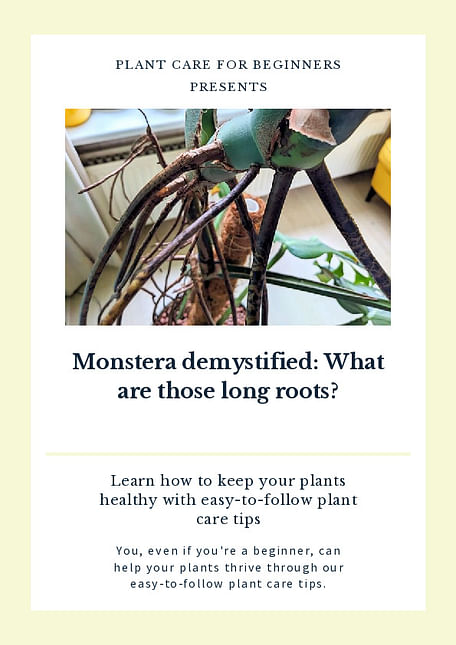 Monstera demystified: What are those longs air roots?