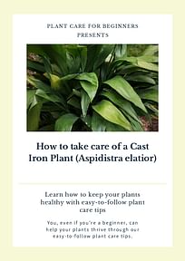 How to take care of a Cast Iron Plant (Aspidistra elatior)