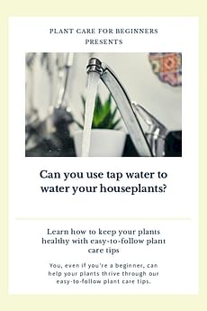 Can you use tap water to water your houseplants?