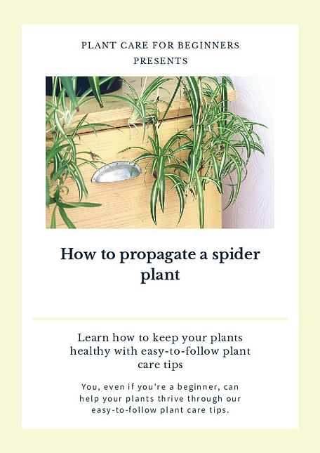 How to propagate a spider plant