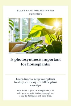 Is photosynthesis important for houseplants?