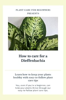 How to care for a Dieffenbachia