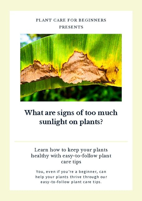 What are signs of too much sunlight on plants?
