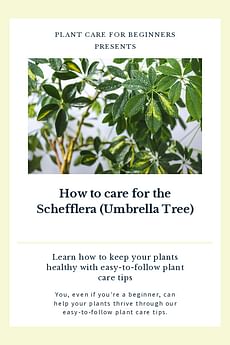 How to care for the Schefflera (Umbrella Tree)