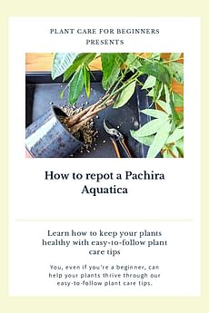 How to repot a Pachira Aquatica