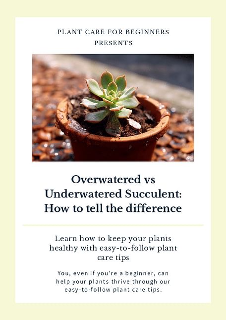 Overwatered vs Underwatered Succulent: How to tell the difference