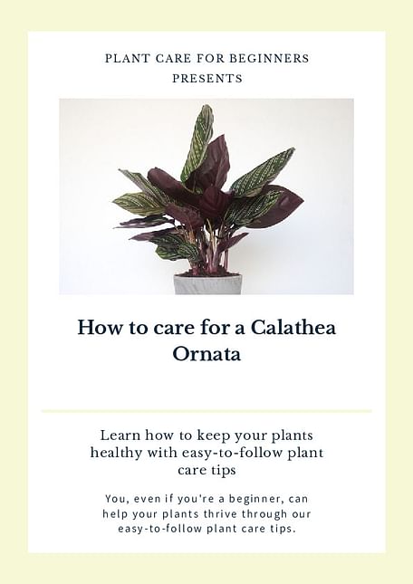 How to care for a Calathea Ornata