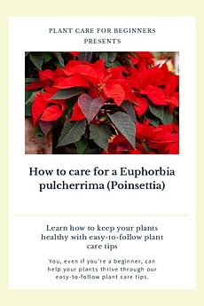 How to care for a Euphorbia pulcherrima (Poinsettia)