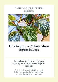 How to grow a Philodendron Birkin in Leca