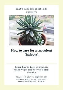 How to care for a succulent (indoors)