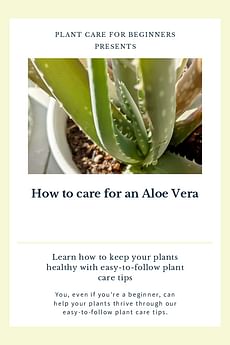 How to care for an Aloe Vera