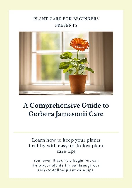 A Comprehensive Guide to Gerbera Jamesonii Care