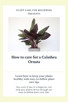 How to care for a Calathea Ornata