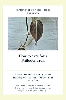 How to care for a Philodendron