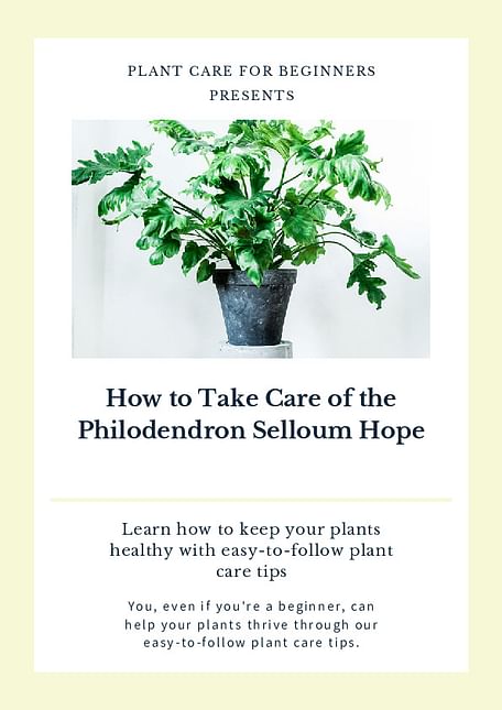 How to Take Care of the Philodendron Selloum Hope