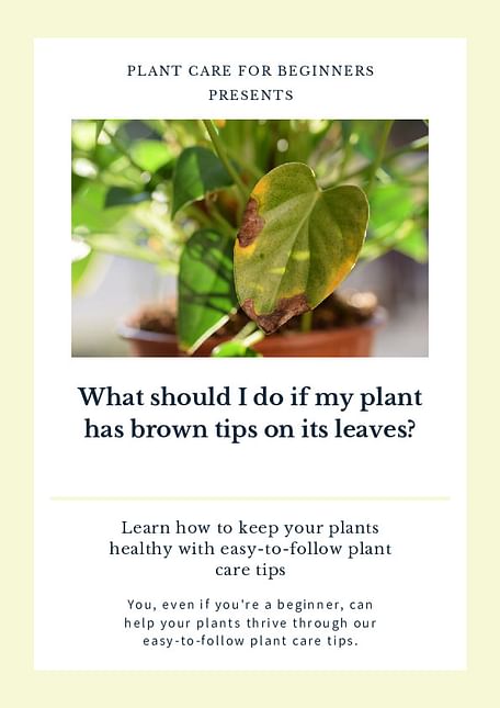 What should I do if my plant has brown tips on its leaves?