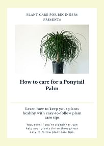 How to care for a Ponytail Palm