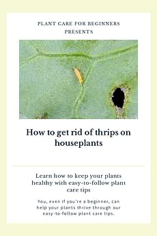 How to get rid of thrips on houseplants