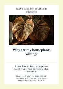 Why are my houseplants wilting?