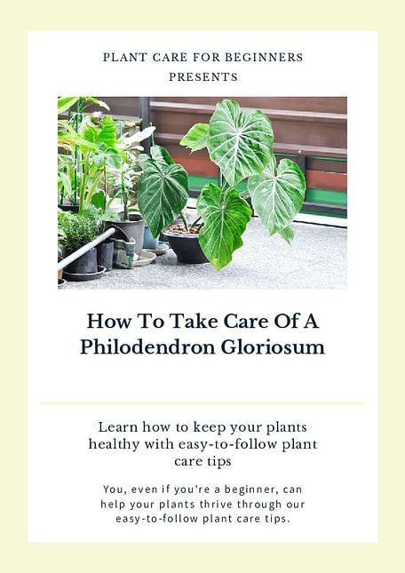 How To Take Care Of A Philodendron Gloriosum