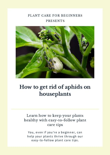 How to get rid of aphids on houseplants