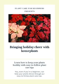 Bringing holiday cheer with houseplants