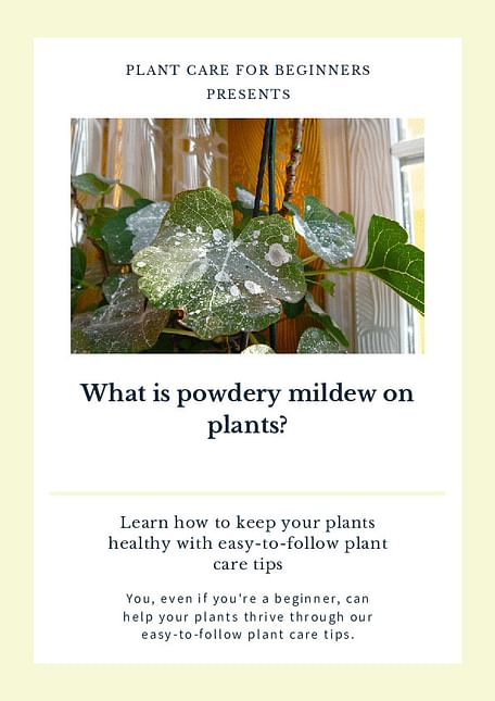 What is powdery mildew on plants?