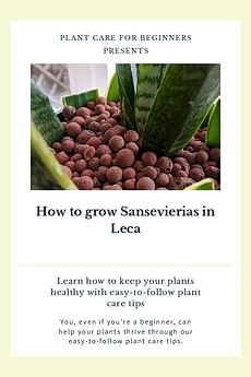 How to grow Sansevierias in Leca