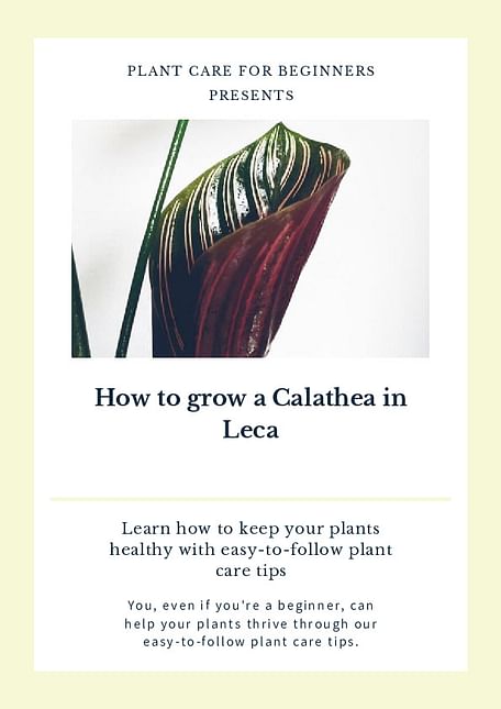 How to grow a Calathea in Leca