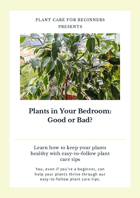 Plants in Your Bedroom: Good or Bad?