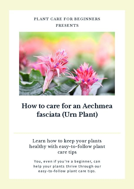 How to care for an Aechmea fasciata (Urn Plant)