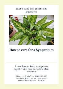 How to care for a Syngonium