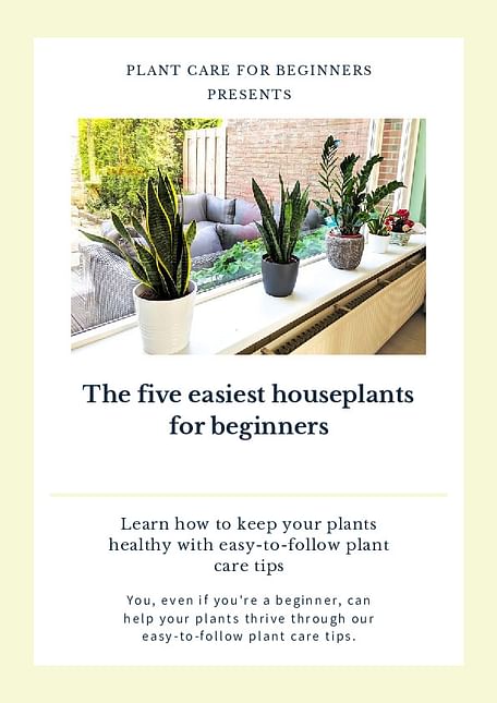 The five easiest houseplants for beginners
