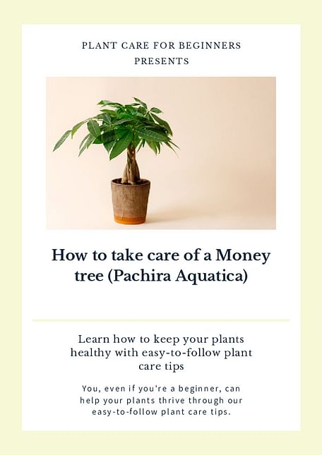 How to take care of a Money tree (Pachira Aquatica)