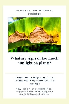 What are signs of too much sunlight on plants?