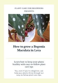 How to grow a Begonia Maculata in Leca
