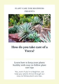 How do you take care of a Yucca?