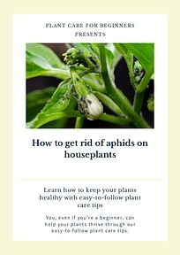 How to get rid of aphids on houseplants